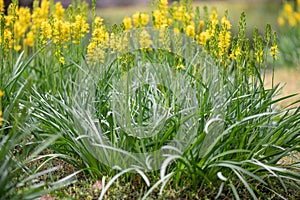 Bog asphodel Narthecium ossifragum, yellow flowering plants photo